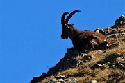 49 Maxi zoom su stambecco a riposo in cresta